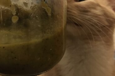First homemade hot sauce! Jalapeño and lemons!