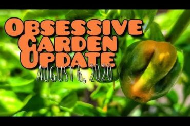 My latest garden update and SRP review...this time an actual ripe one 😆