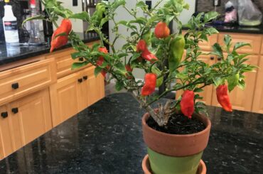 Lil Hot Stuff (My Ghost Pepper)