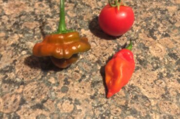 Finally got a ghost and scorpion to ripen. Can’t wait to use them in a salsa.