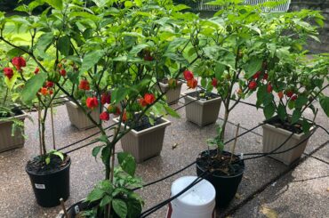 It’s Raining Reapers!