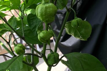 Carolina Reaper plant i bought at Home Depot not disappointing!