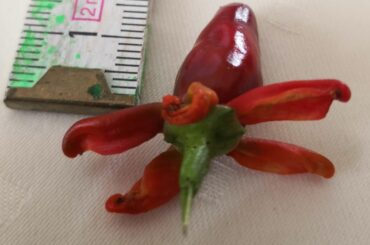 Does anyone know what this is? The young plant was sold as Thaichili to me, but I have never seen such 'petals' (looks like degenerated chilis) around a chili and I don't trust them as some solanacae can produce poisenous alkaloids.