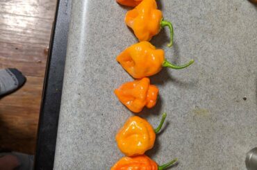 I planted two orange habanero plants, and one red ghost plant... What's happening here?