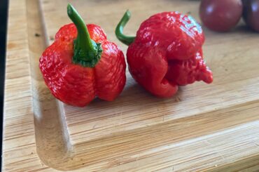 First harvest. Trinidad moruga scorpion.