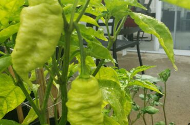 Are these really Carolina Reapers?