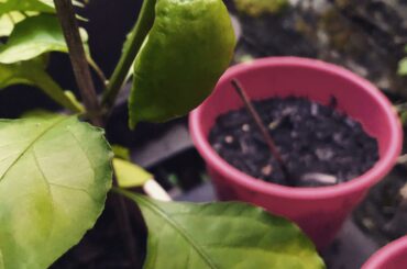 First ghost pepper of the season
