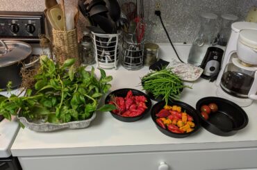 Condo Garden Harvest: Ghost in all red (2nd harvest from the "bush"); scattering of hab, serrano, and (maybe cross-bred?) shishito; and some other items. Suggestions welcome on how to preserve them.