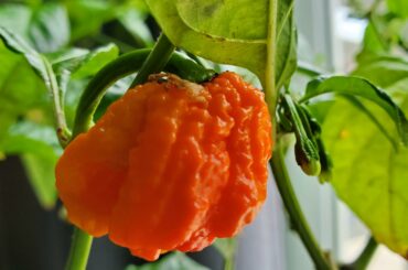 1st homegrown reaper pepper