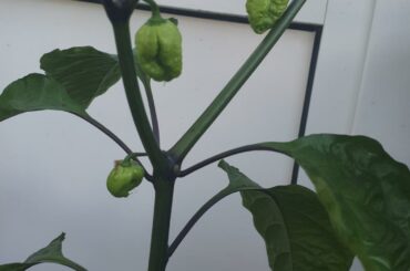 Looking good yet? about a week ago