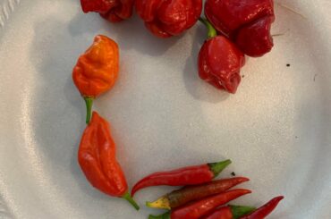 Today’s pepper harvest: Trinidad Scorpions, Ghost Peppers, and some Cayenne Peppers