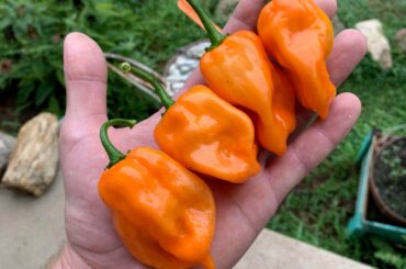 Some of the best looking Habaneros I’ve ever grown. (OC)