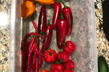 finally ready to start harvesting