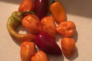 The pre-Isaias harvest.