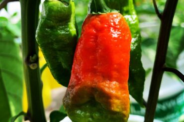 Look like a ghost pepper what do y’all think?