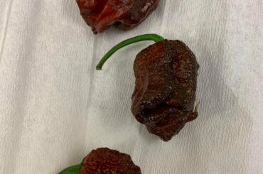 Carolina reapers and a chocolate habanero