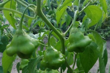What's the name of this chili plant?