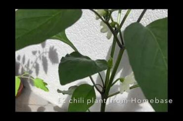 Harvesting my Banana Chili Pepper at home in pots for my Tuna with chili recipe