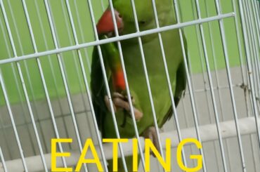#Parrot eating mug,Chili and apple*Eating Show*