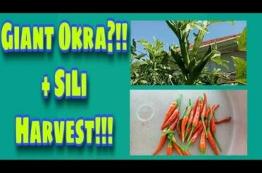 GIANT OKRA/CHILI HARVEST