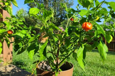 Finally getting some peppers this summer
