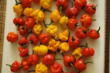 Shuffled my plants in and out during the cold snap but was rewarded with a bonus harvest. Many more yet to come!