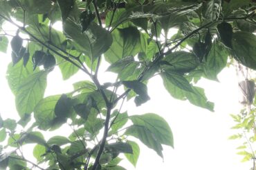 View of Our Ghost Pepper Pods from the Hammock