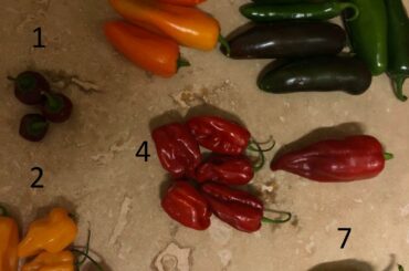 Help identifying the peppers I got from a local farmers stand?