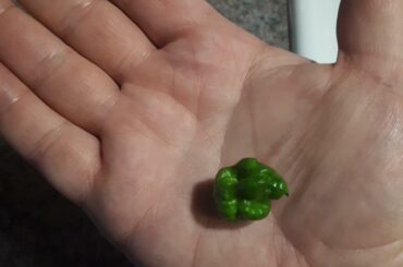 Came into posession of an underripe reaper. Any idea how to germinate this so i can grow my own?