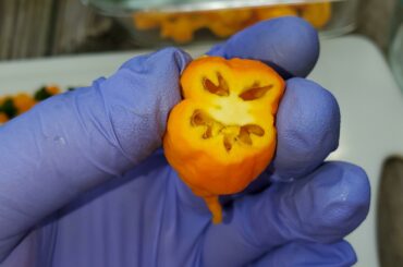 This scotch brain looks more like a ghost...