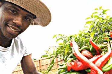 FIRST TIME GROWING AND HARVESTING COWHORN PEPPERS.