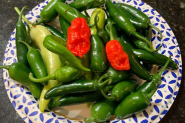 Late summer/early fall harvest of Serrano, jalapeño, cowhorn, banana, and bhut jolokia peppers.
