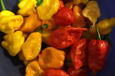 A spicy Labor Day harvest.