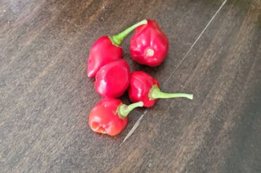 My sad, tiny yield. I don't think I planted my habanero properly.