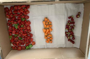 Office Harvest