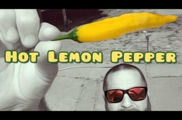 Hot Lemon Pepper...is this the same as a Lemon Drop?