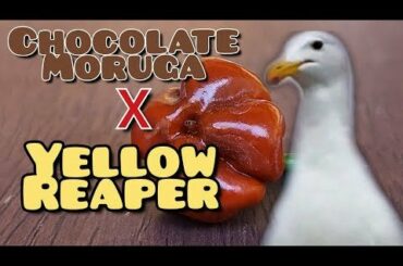 Possibly hotter than a Carolina Reaper.