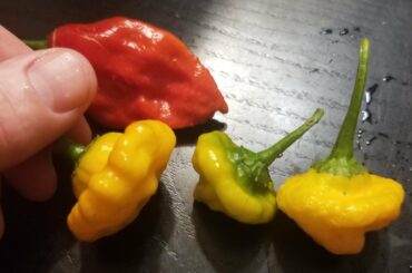 What kind of peppers are these?