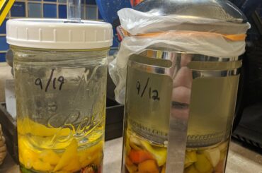 A couple of small ferments. The french press is working out rather well. 5% brine on the left, 10% on the right. It's a mix of peppers, but all of the red ones are reapers.