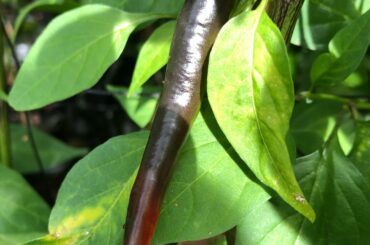 Not that spicy, but hot looking for sure. Purple cayenne ripening from deep black to red. How do you like them?