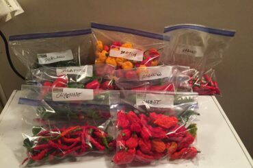 A good quick harvest before I lost the light tonight. Grown in central Pennsylvania.