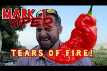 A new superhot pepper on the scene