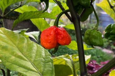 My first year growing reapers
