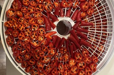 Pepper processing day