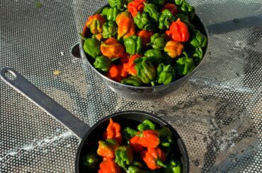 Last harvest of the season.