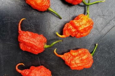Primotalii are the spiciest peppers I've ever grown. Definitely hotter than my reapers