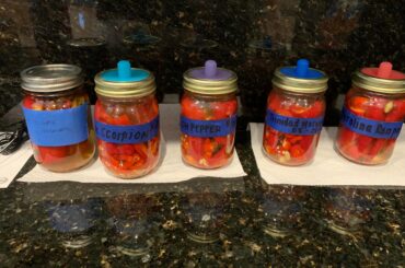 1st timers - Fermenting some of our pepper harvest to make hot sauce! Now on Day 10.