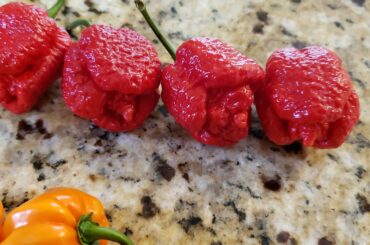 Picked a few yesterday....they look angry....