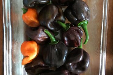 My 7 Pot Douglahs and Burpee Habaneros; from our Container Garden