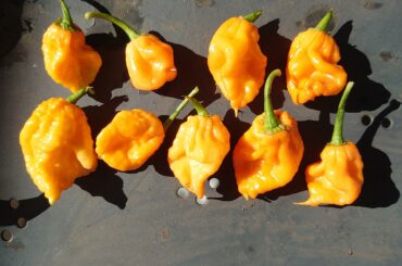 7 pot primo x Trinidad scorpion Butch T